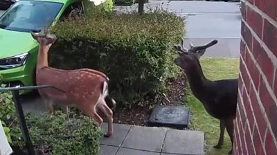 Deer spotted on Ring doorbell