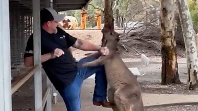 Man pushes kangaroo away with his arm and leg