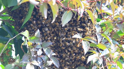 Swarm of bees in a garden in Grimsby.