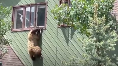 Bear dangles out of house window
