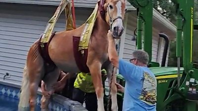 Tractor rescues horse from swimming pool