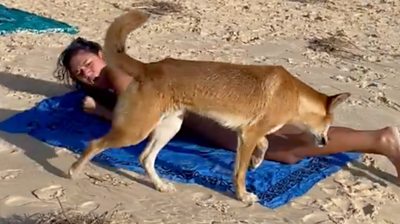 In rare attack, dingo repeatedly bites and holds girl underwater