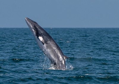A minke whale spotted in Scarborough
