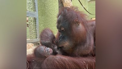 A Bornean orangutan has been born at Blackpool Zoo for the first time in 20 years.