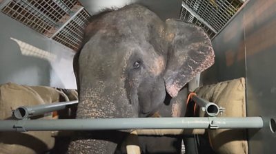 Elephant Muthu Raja inside steel cage