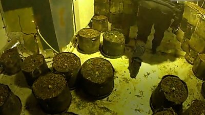 Cannabis farm