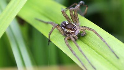 A rescue operation to save the great raft spider features in an archive BBC News report from 1991.