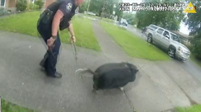 Police chase pig