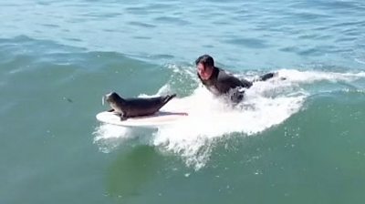 Sammy the seal on a surfboard