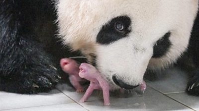 South Korea welcomes first panda twins - BBC News