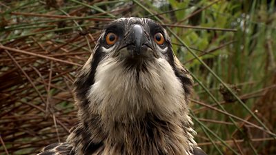 Osprey