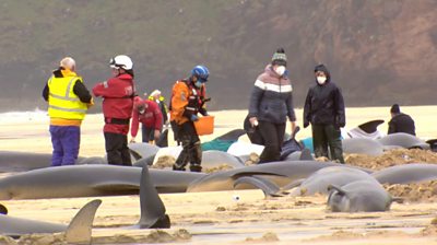 Pod of 55 pilot whales die after being stranded on a beach in Scotland