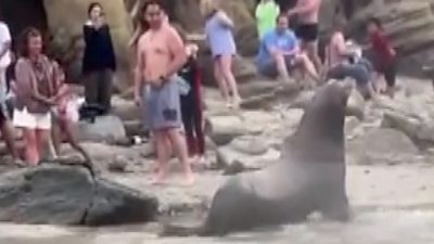 Sea Lion on beach