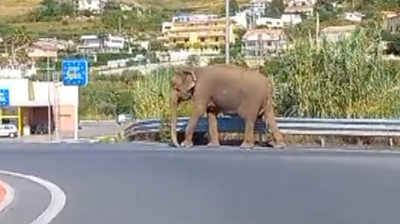 Elephant walking on a road with a Eurospin supermarket behind it