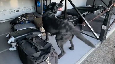 Cash-detecting dog in luggage storage area on bus