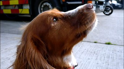 Close up profile image of Fizz the fire detecting dog outside in front of a fire engine.