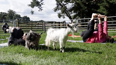 Yoga with goats on a farm in Morpeth, Northumberland