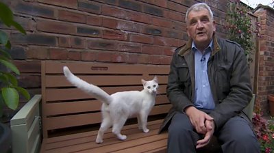 Cat interrupts live report on BBC breakfast