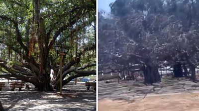 Before and after images of banyan tree post wildfire