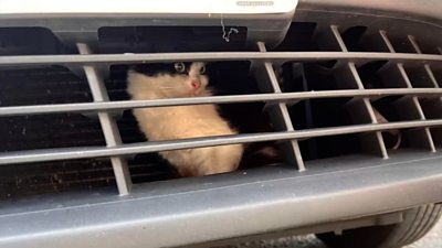 Cat behind car grille