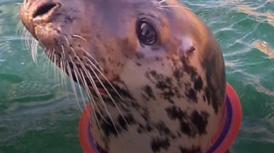 How beachgoers can protect seals