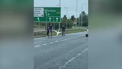 Cleveland police officers pursue a swan on the A66