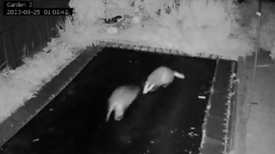 Badgers on a trampoline