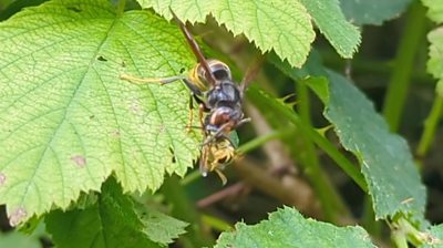 An Asian hornet eating a wasp