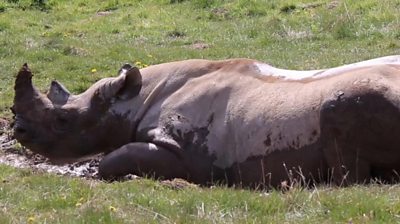 A rhinoceros relaxing in the sun