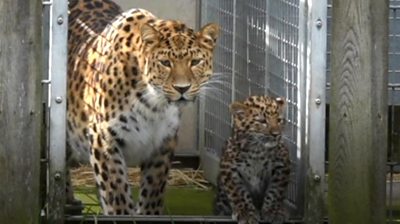 Amur leopard