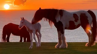 Gower ponies