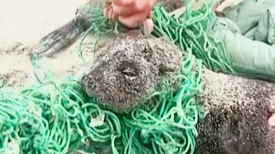 This is the moment two baby seals tangled up in fishing nets are rescued on a South African beach.