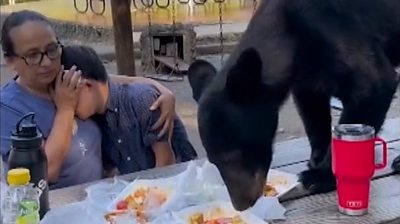 Bear eats picnic at Mexican park