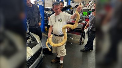 Man holding albino boa constrictor snake