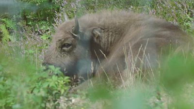 How Bison are shaping the landscape in Kent