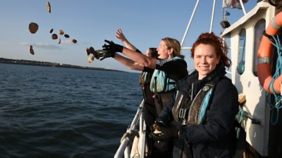 Marine conservatists from ZSL, Blue Marine and Groundworks release mature native oysters on to newly created reef