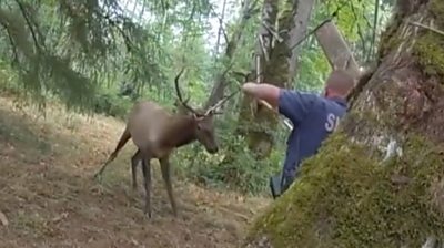 Deer being cut free
