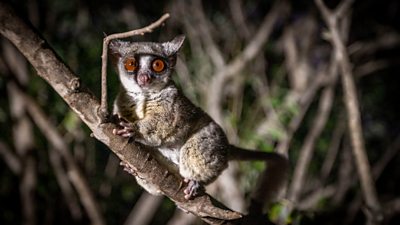 A mohol bushbaby in the acacia forests of South Africa