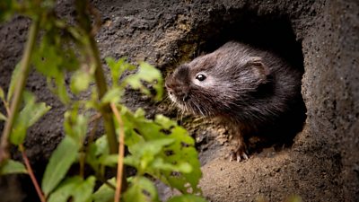 A water vole peeking out of a hole