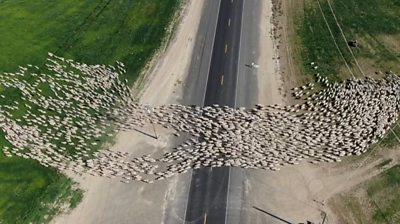 Flock of sheep crossing highway