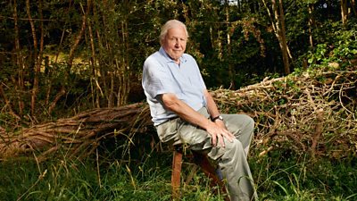 Image of Sir David Attenborough sitting in a forest 