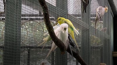 Birds on a perch in an aviary