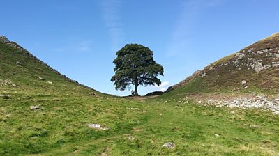 Sycamore Gap tree near Hadrian's Wall, before it was felled