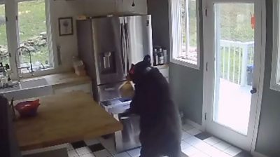 Bear takes lasagne from freezer
