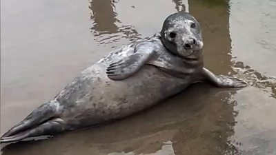 Picture of seal laying at a lake