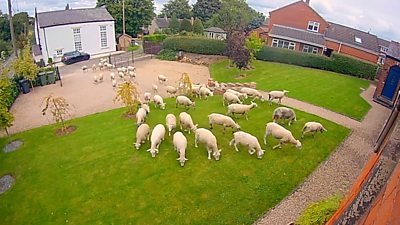 Sheep in front garden