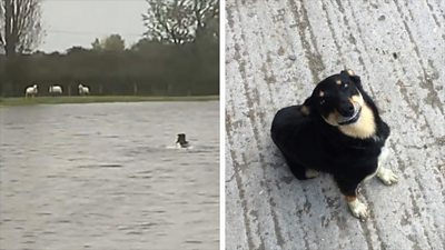 Patsy the dog dives into flooded fields in Conwy, bringing three ewes to safety.