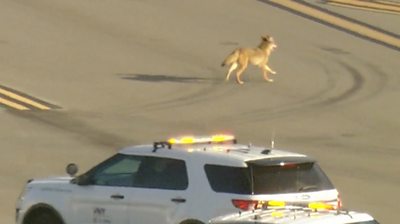 Coyote on airport tarmac