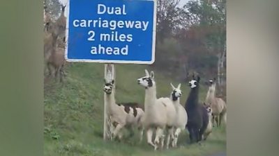 Llamas and alpacas on the A66 in Cumbria