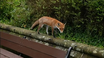 Fox spotted taking a stroll around Wolverhampton